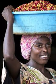 Isules faire Kaffeeproduktion