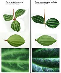 Image result for Duosperma quadrangulare