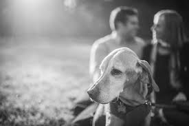 They do well with other dogs, as well as children. Buckeye Vizsla Rescue Home Facebook