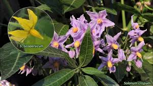 Image result for Solanum