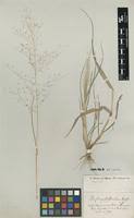 Image result for Eragrostis homblei