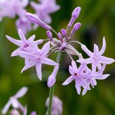 Image result for Tulbaghia friesii