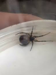 Black widow spiders are fond of dark corners where spider webs will be left undisturbed. File Gt False Widow Spider From A Nestbox Jpg Wikipedia