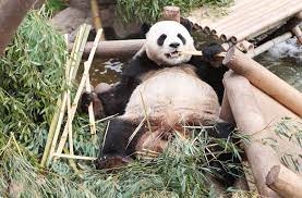Directed by john stevenson (in his feature directorial debut) and mark osborne, the film stars the voices of jack black, dustin hoffman. Sudkorea Erstes Naturlich Gezeugtes Panda Baby Des Landes Geboren Der Spiegel