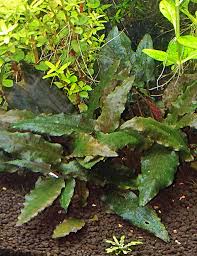 The grower only needs a portion of root with a notes: Cryptocoryne Wendtii Plants Alive