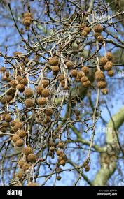 Image result for Platanaceae