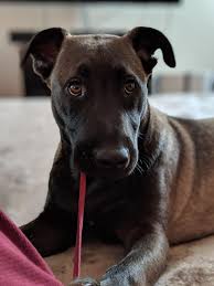 Cher car kennels has been breeding dogs for lives of significance and service since 1977. So This Young Belgian Siamese Malinois Cat Guy Followed Me Home Laid Down On My Bed Then Slowly Started Pulling On The String Of My Loungewear Aww