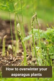 Maybe you would like to learn more about one of these? Pin On Overwintering Plants