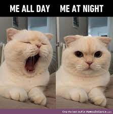Yawning Funsubstance Funny Cat Memes Funny Animal Jokes Animal Jokes