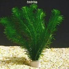Dari sekitar 200 kandidat spesies tanaman air yang sesuai untuk akuarium, hanya sekitar 100 spesies yang dikenal umum penghobi akuarium. Hydrilla Per Pot Tanaman Air Untuk Aquarium Aquascape Lazada Indonesia