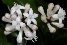 Image result for Chassalia parvifolia