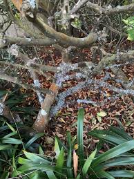 Meyer lemon tree with leaf curl. Lemon Tree Disease Fungus How To Treat Citrus