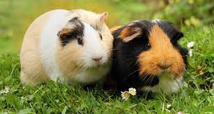 The average number of pups per litter is 3, but litters of up to 14 have been seen. Guinea Pig S Pregnancy 2feet4paws
