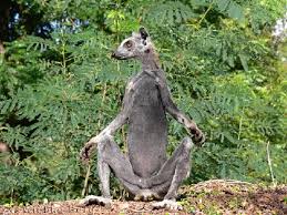 Image result for Acacia rovumae