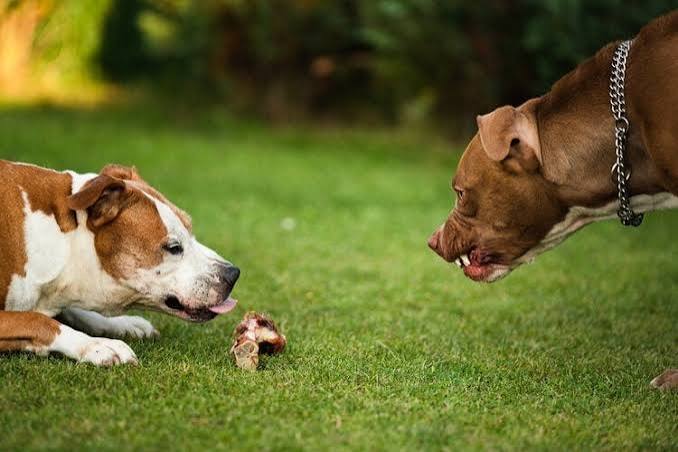 How to Keep Dogs from Eating Each Other's Food (4 Proven Methods) | Hepper  Pet Resources