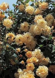 Image result for Autumn Rose 1958 Kelvinator