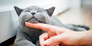 Kedi Irklari Kedi Cinsleri Kedi Turleri Kedi Ozellikleri Evcil Kediler Muhabbet Kuslari Kedi Hayvanlar