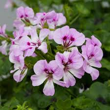 Image result for Geranium