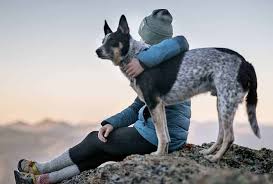 For anyone grieving the death of a pet, the pain can be overwhelming. Grieving The Loss Of A Pet Brynna Connor Md