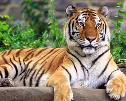 10+ flora dan fauna di indonesia beserta gambar dan penjelasannya. 65 Gambar Flora Dan Fauna Malaysia Paling Bagus Gambar Pixabay
