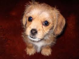 As stated earlier, the chihuahua shih tzu mix is classified as a toy dog and this pooch will attain weights between 5 to 12 lbs when fully grown. All About The Schweenie Shih Tzu Dachshund Mix