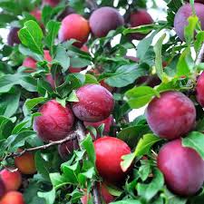 The fruit is sweet with a hint of tart making it both a fresh eater as well as the perfect plum for jams and preserves. Plum Satsuma Fruit Trees Japanese Plum Garden World