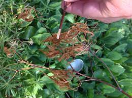 Check spelling or type a new query. Japanese Maple Leaves Are Curled And Crunchy Gardening Q A With George Weigel Pennlive Com