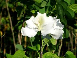 Image result for Bauhinia variegata