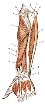 It is much larger than the extensor pollicis brevis, the origin of which it partly covers and acts to stretch the thumb together with this muscle. Extensor Pollicis Longus Et Brevis M Daumenstrecker Yuveo Klinik