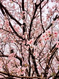 Aesthetic japan, travel aesthetic, blue. 3 Amazing Spots For Cherry Blossom Viewing In Taipei Coco In Taiwan
