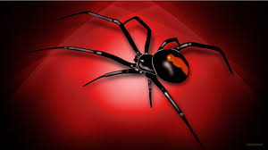 Spiderman Web Wallpaper Posted By Ethan Thompson Looking for the best 4k spiderman wallpaper? spiderman web wallpaper posted by ethan