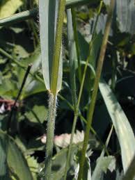 Image result for Bromus  kalmii