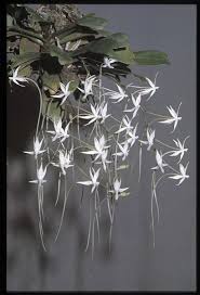 Image result for Aerangis ugandensis