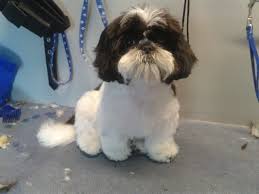 Black And White Papillon Shih Tzu Mix Pin On Shih Tzu Grooming