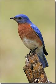 Red Birds Of East Texas 50 State Birds Of The United States Missouri Birds Common Birds Birds