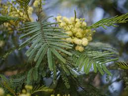 Image result for Acacia mearnsii