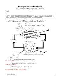 Compare the energy flow in photosynthesis. Doc Photosynthesis And Respiration Key Matthew Roark Academia Edu