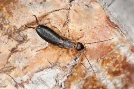 Maybe you would like to learn more about one of these? Earwig Control Identification Remediation And Prevention