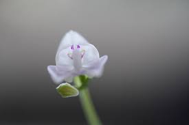 Image result for Disperis reichenbachiana