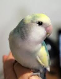 6 Months Adorable Lovebird Birds For Sale Ottawa Kijiji Birds For Sale Love Birds Adorable