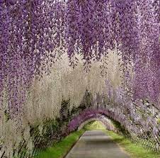 Flower Tunnel Omg Most Beautiful Gardens Wisteria Garden Wisteria Tunnel Japan