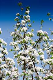 Beautiful fruit trees and bushes that will do well in most. Beautiful Flowers On The Fruit Tree In Stock Image Colourbox