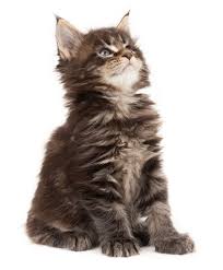 The maine coon got its name from its place of origin and one english seafarer, captain charles coon. Maine Coon Cat Names Over 200 Brilliant Ideas For Naming Your Kitten