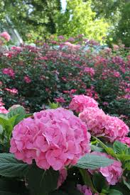All of the let's dance hydrangeas are developed in michigan and evaluated for better resistance to winter damage as well as improved ability to rebloom, even in areas with shorter summers. Small Slopes Become Carpets Of Blooms When You Choose Three Plants Here Let S Dance Moonlight Hydrangea Pink Home R Beautiful Hydrangeas Flowers Pink Garden