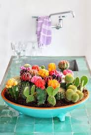 Sprinkle a thin layer of sand on top of the seeds and then the soil needs to be evenly misted. 55 Mini Cactus Ideas Mini Cactus Cactus Planting Flowers