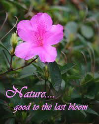 Posts About Beauty Breaks On Whereslynda Nature Quotes Nature Beauty