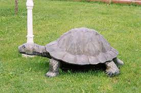 kahve falinda kaplumbaga gormek online kahve fali sozlugu