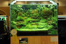 The Rockscape In This Tank Gives You Good Height And Depth In A Tank If Used In A Terrarium It S A Great Gradatio Planted Aquarium Nature Aquarium Aquascape