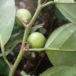 Image result for Strombosiopsis tetrandra