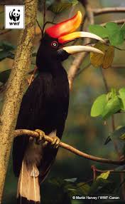 Setelah mengetahui apa saja makanan dan minuman yang bisa menyebabkan asam lambung naik, memperhatikan pola makan juga penting. Wwf Indonesia Salah Satu Jenis Burung Rangkong Enggang Berukuran Terbesar Adalah Rangkong Badak Buceros Rhinoceros Melestarikan Burung Rangkong Berarti Secara Tidak Langsung Ikut Melestarikan Bunga Bangkai A Titanum Karena Rangkong Memakan Dan